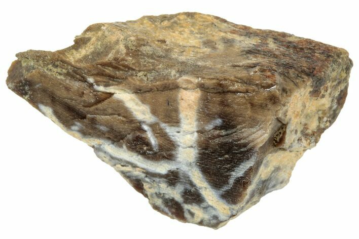 Fossil Tyrannosaur (T rex) Bone Section - Wyoming #313930